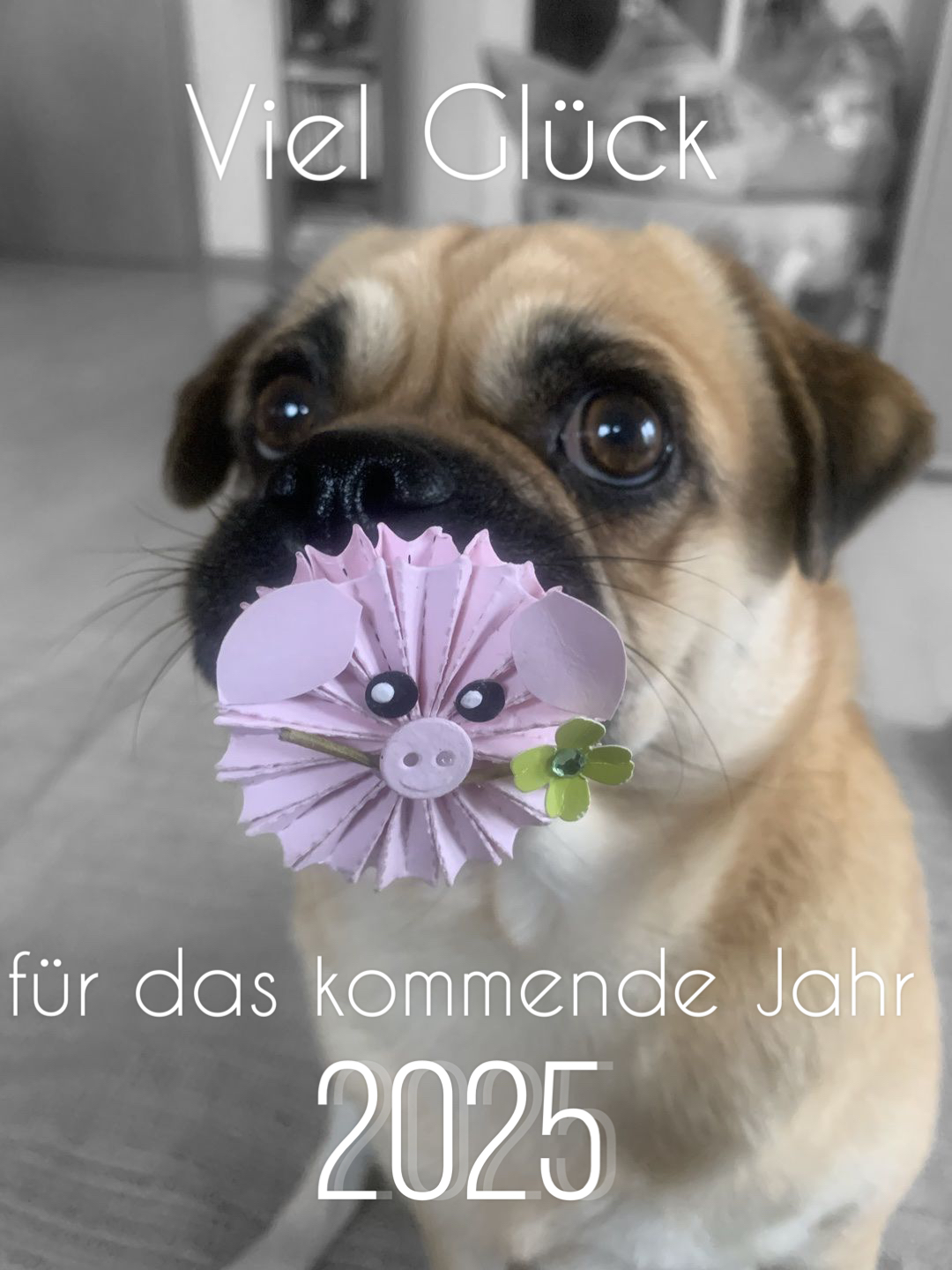 Toffee, Überbringerin von so viel „Glück“ - im wahrsten Sinne des Wortes