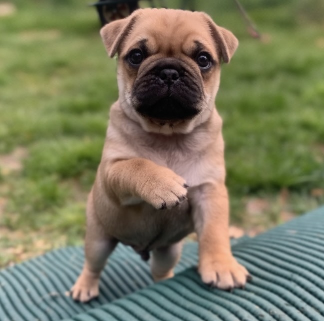 Winston