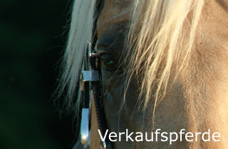 Reinhard Hochreiter berät beim Kauf von Reining-Pferden.