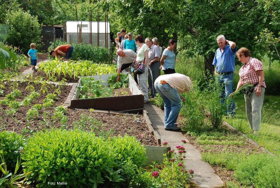 Der Gemüsegarten