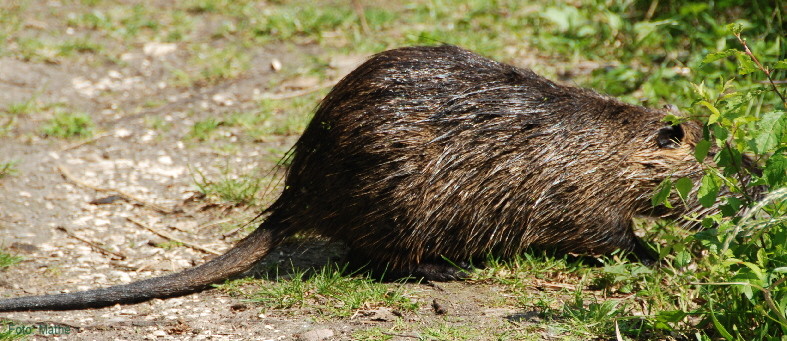 Nutria