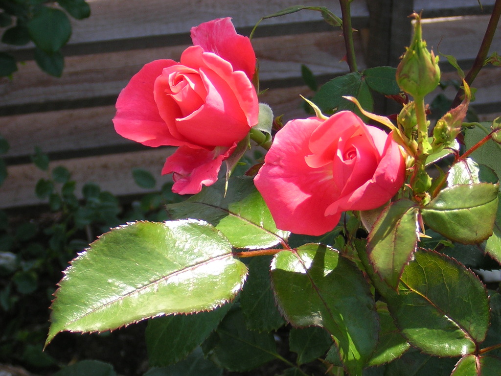 Landesgartenausstellung Ansfelden 2011
