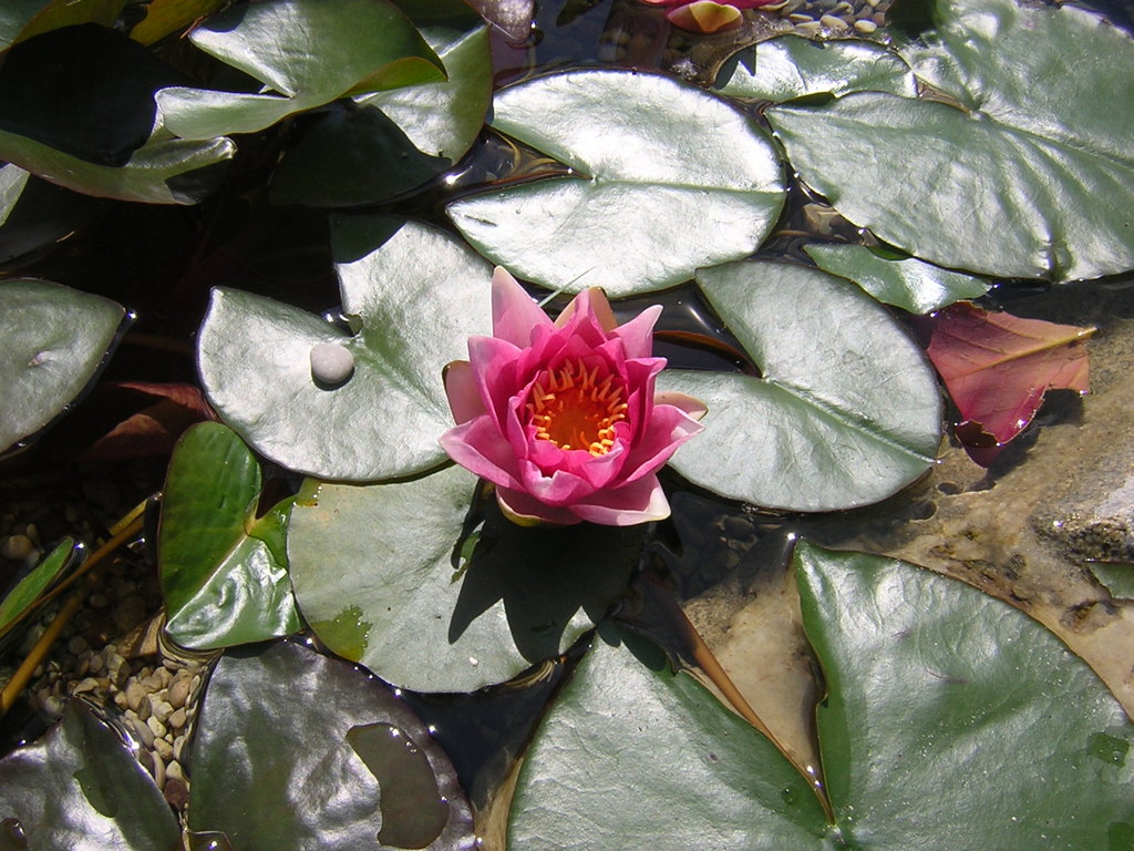 Landesgartenausstellung Ansfelden 2011