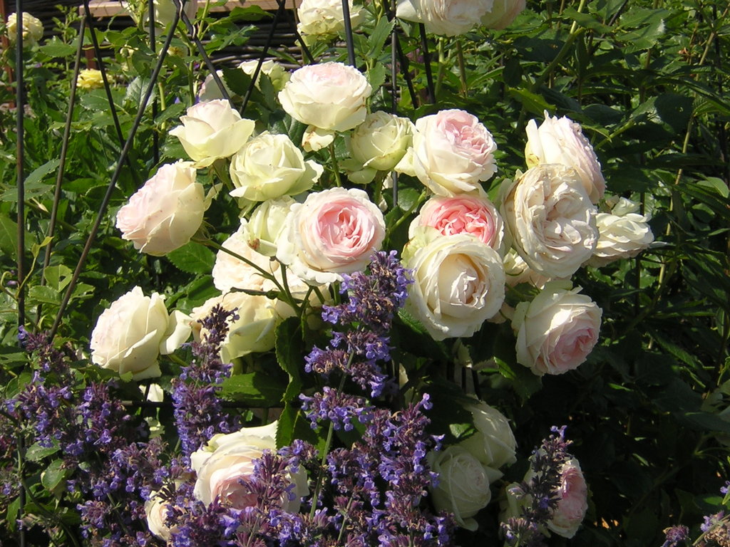 Landesgartenausstellung Ansfelden 2011