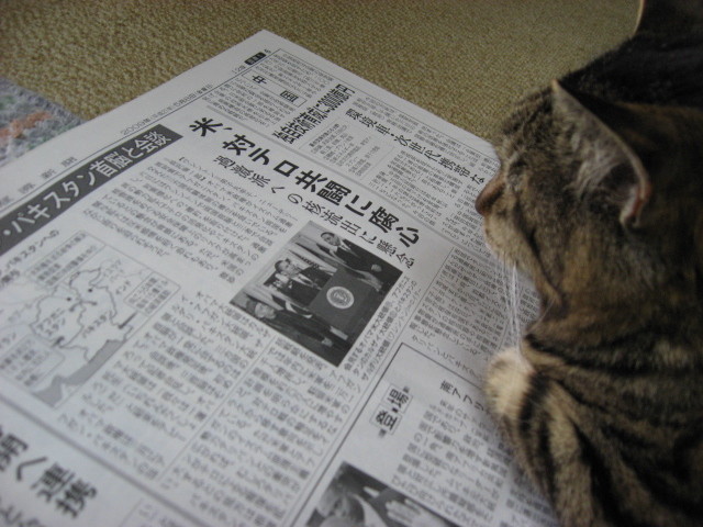 新聞を読む猫
