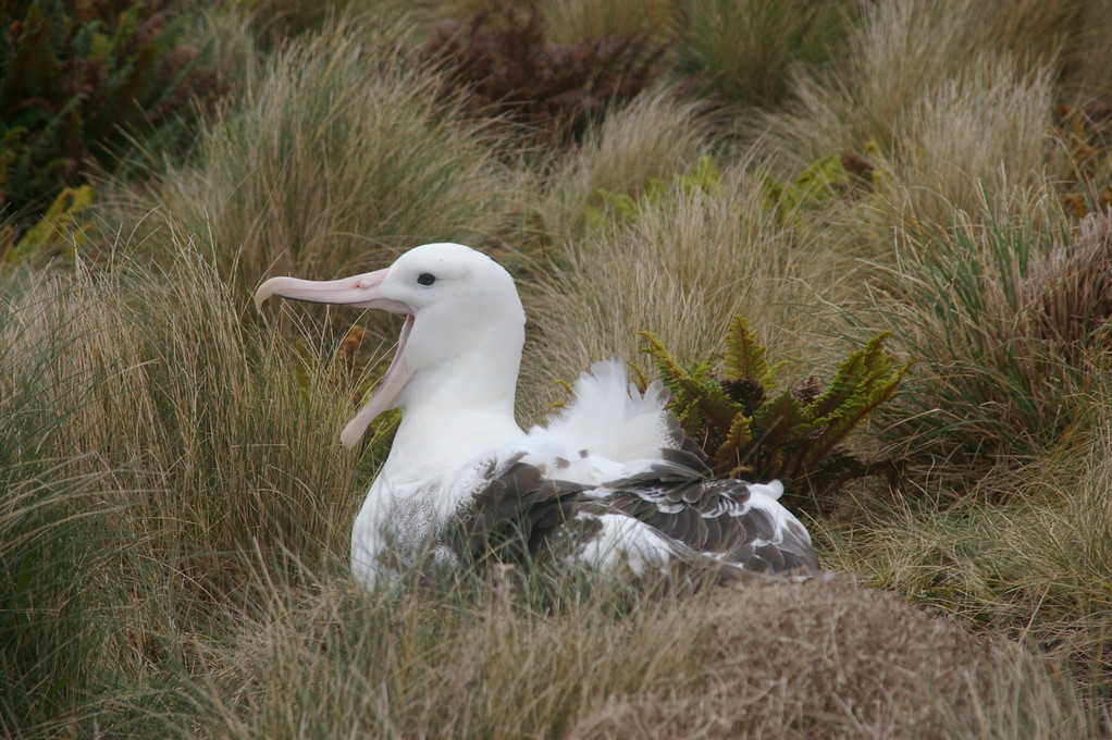 A happy royal southern albatross on Campbell Island