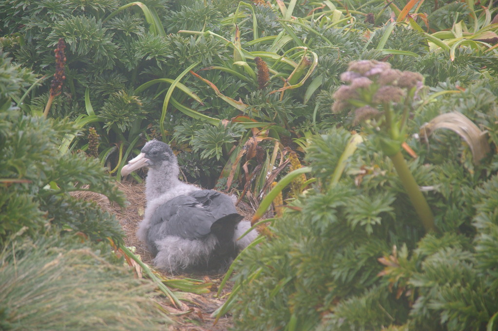 Not an ugly duckling, but a petrel chick on Enderby Island (one of the Auckland Islands)