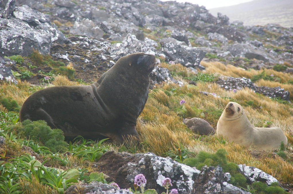 Sealion family on Mount Honey, Campbell Island's highest point