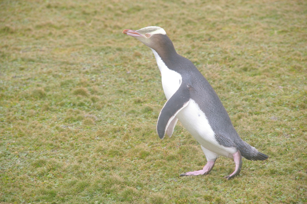 An athletic yellow eyed penguin on Enderby Island