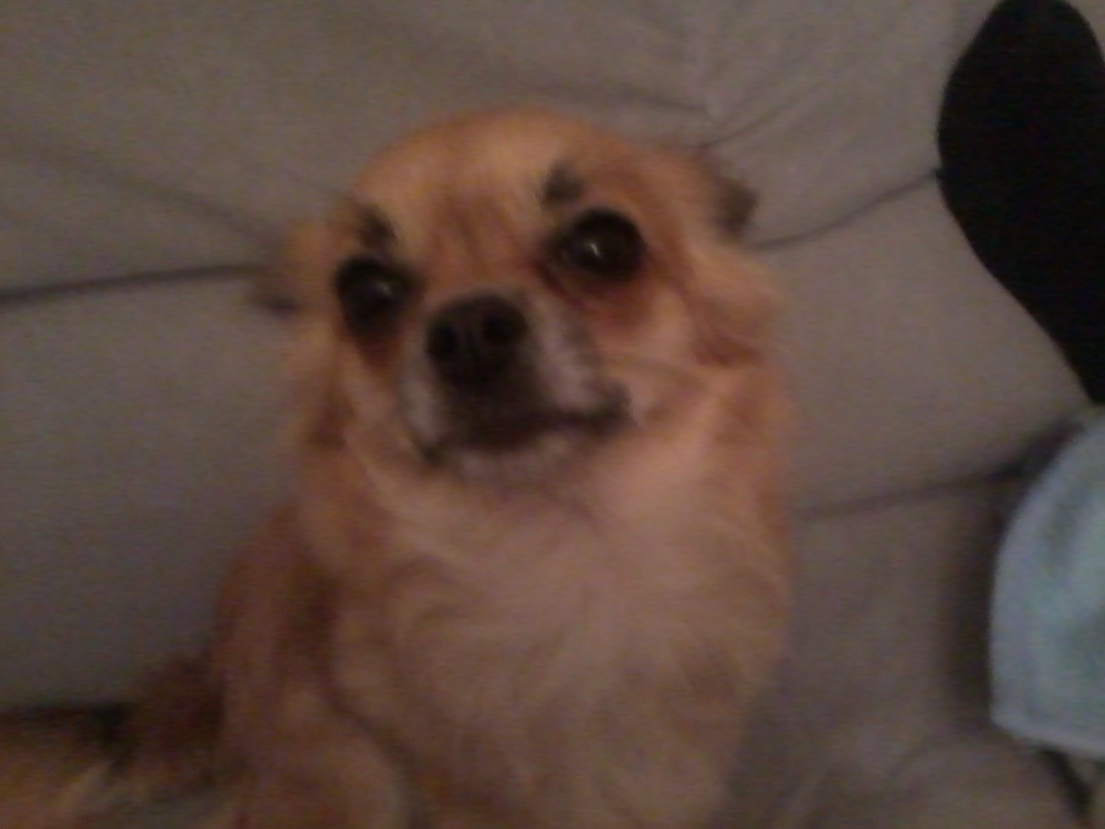 Hund Scharrt Und Ist Unruhig