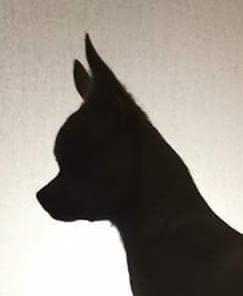 Chihuahuas von Kühnen Mutes