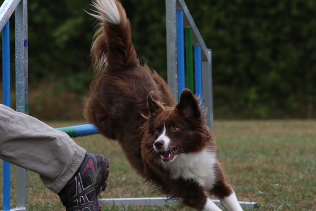 Agility