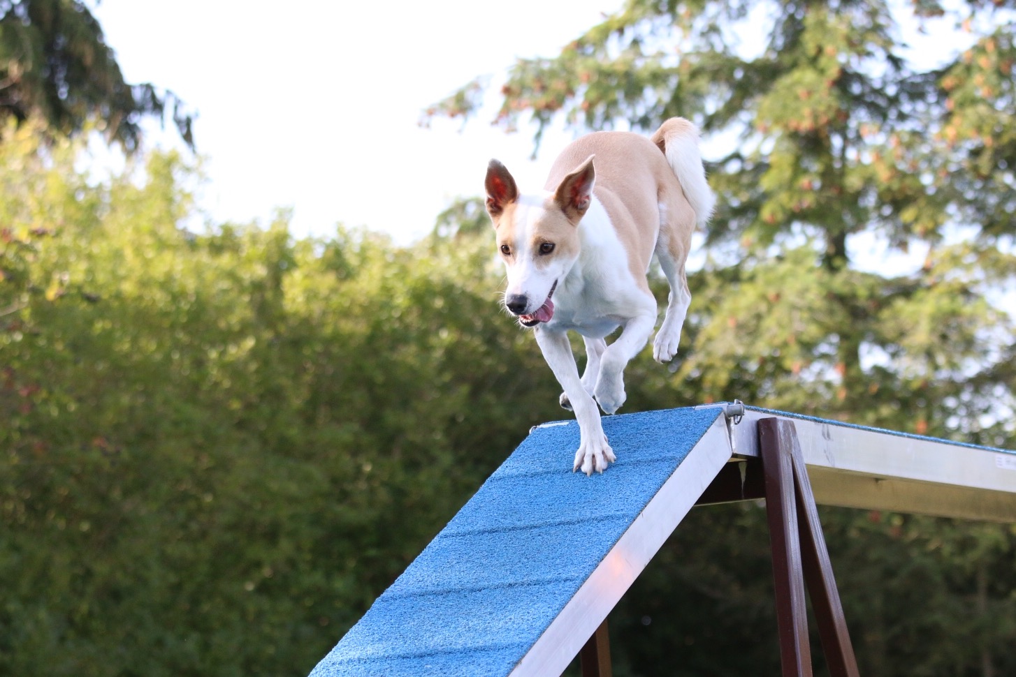 Agility
