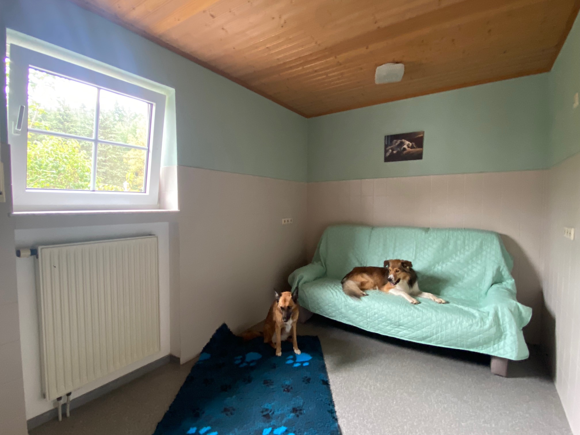 Hundepension