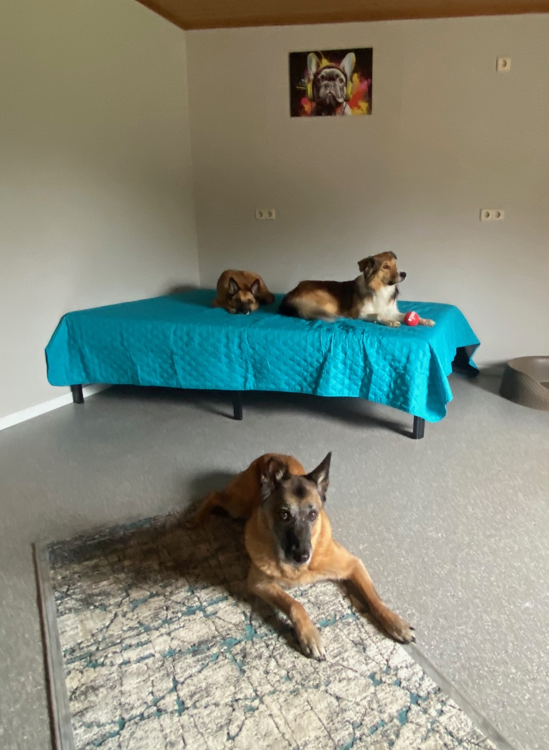 Hundepension
