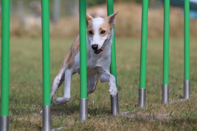 Agility