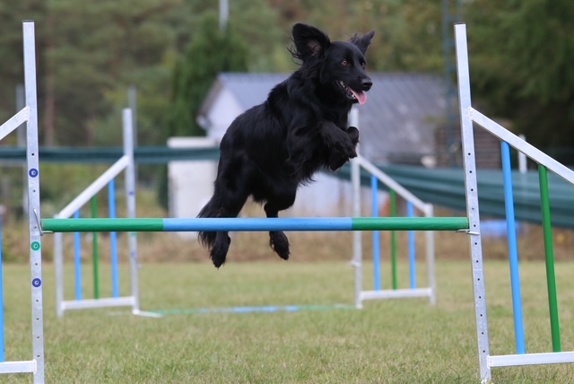 Agility