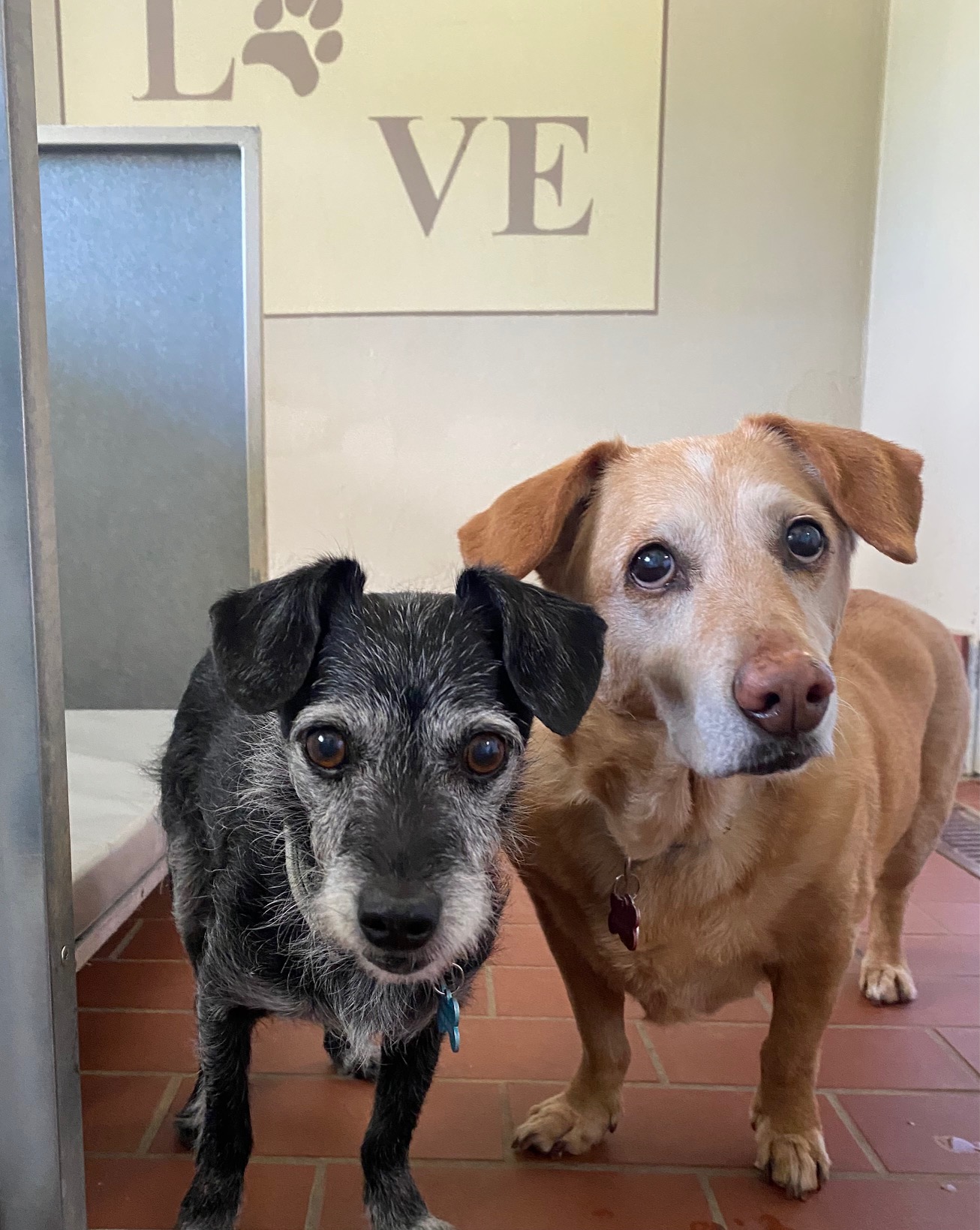 Hundepension