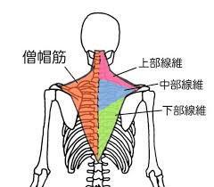 肩こり・首こり・背中の痛みと僧帽筋の関係とは?