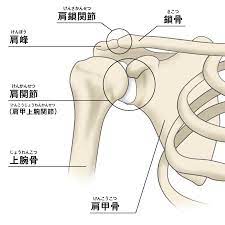 肩関節の解剖学