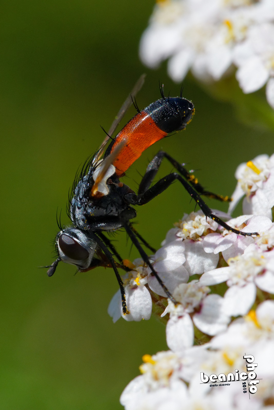 www.beanico-photo.fr - Canon 5DIV + Tamron 90mm macro F017 - 90mm f/8 1/1500 ISO800