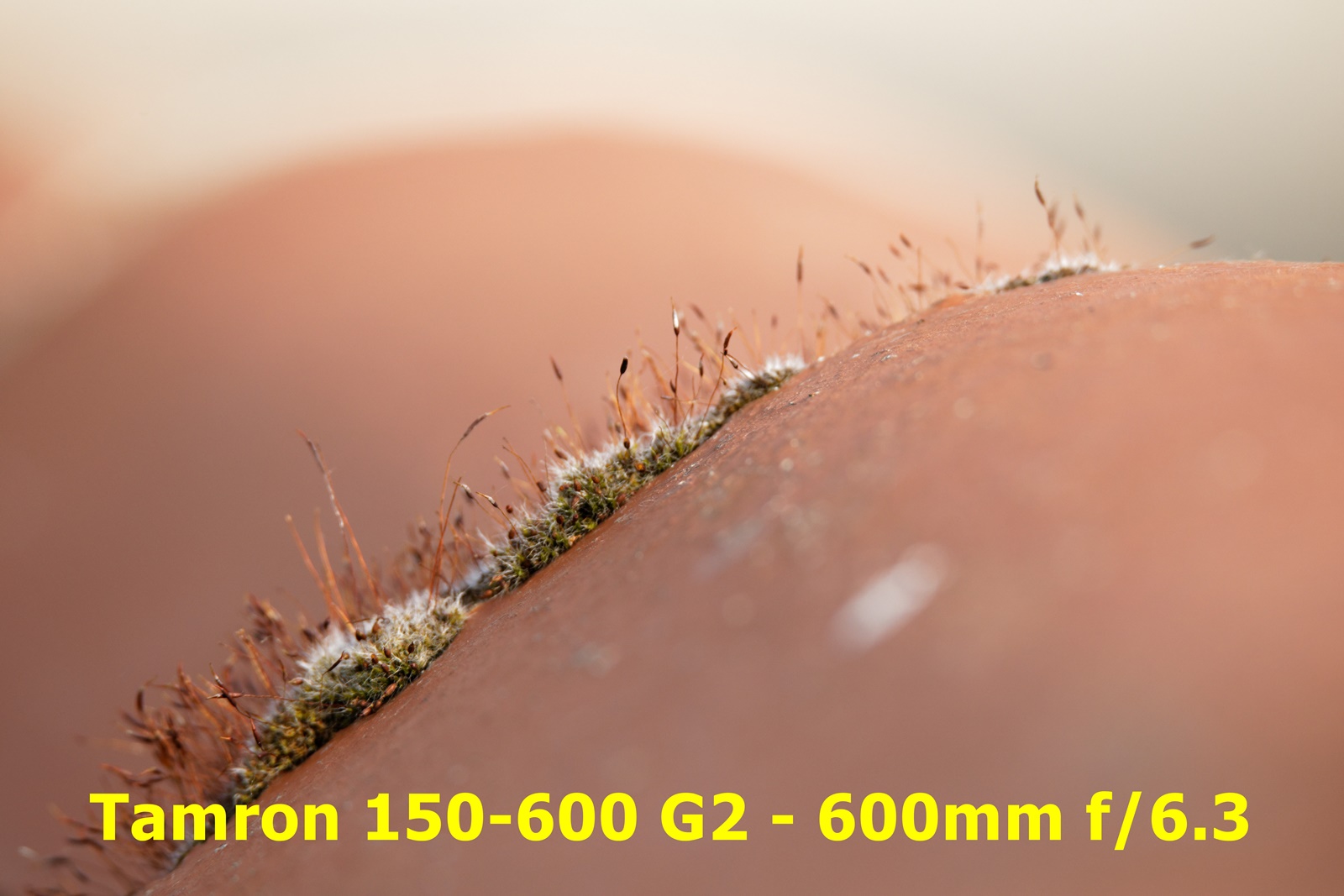 Canon 5DIV + Tamron 150-600 G2 - Bokeh max - beanico-photo