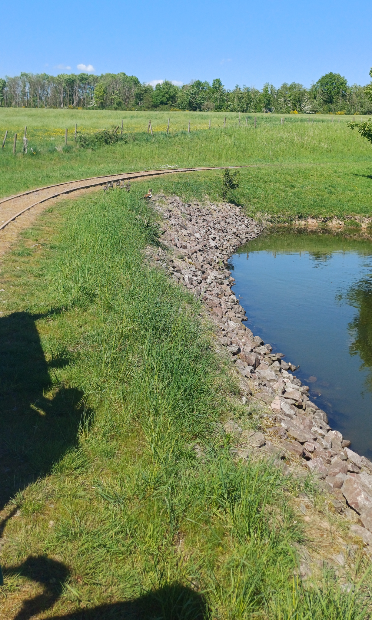 Die Feldbahn fährt um einen kleinen See herum