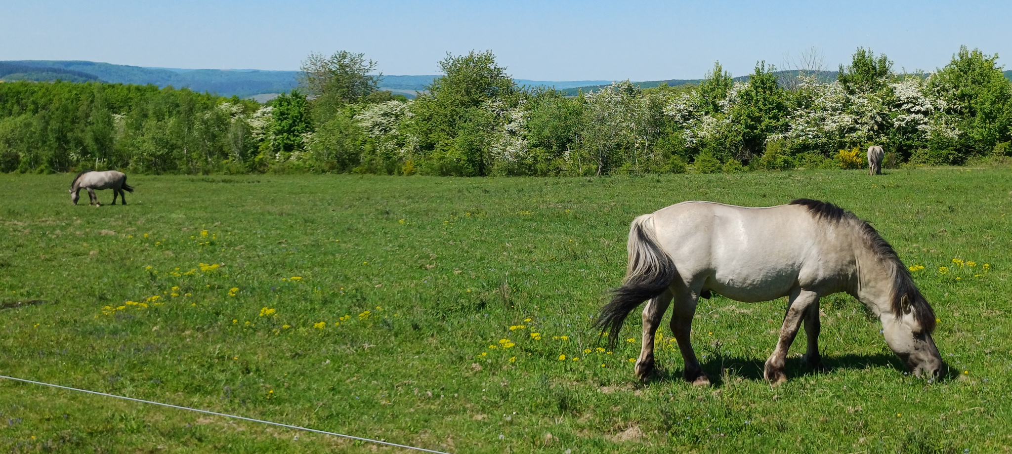 Konik Wildpferde