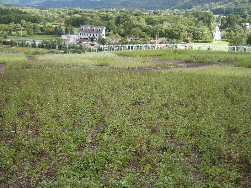 北海道紋別郡滝上町ハーブガーデン