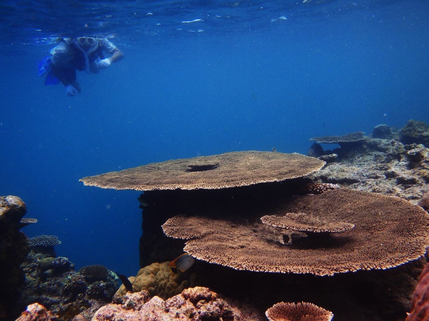 テーブルサンゴ