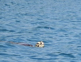 ウミガメの息継ぎを観察