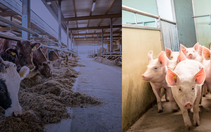 Gebietsleiter/in Stallbau & Stalleinrichtungen BE, SO, Westschweiz