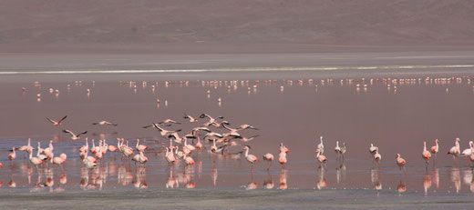 unzählige Andenflamingos an der Laguna Colorada