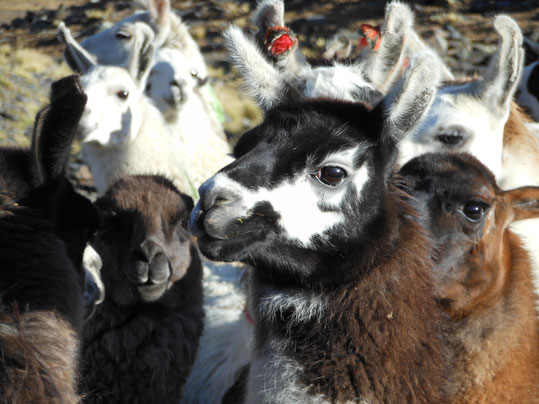 Reisen durch das Altiplano Boliviens