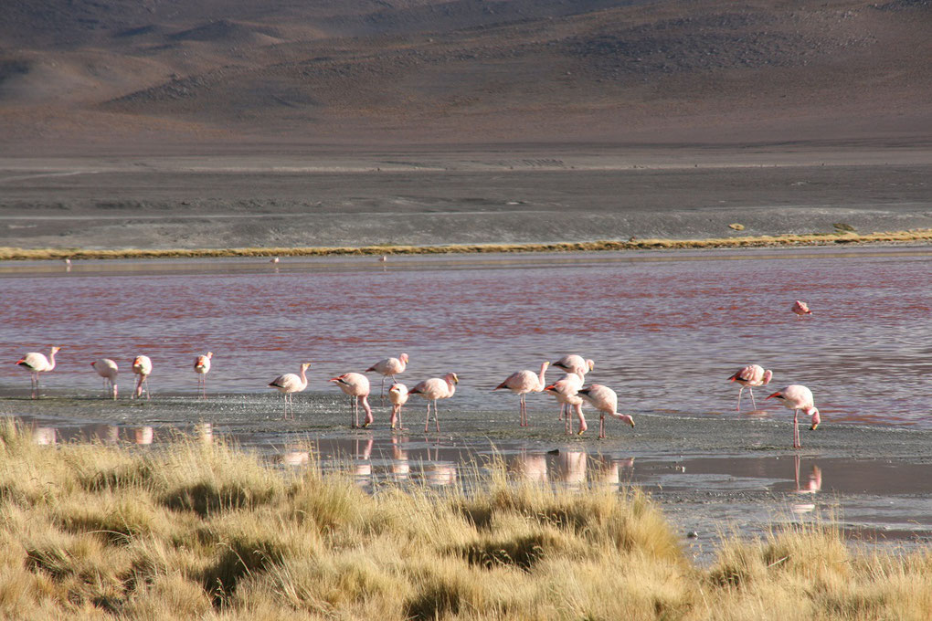 Gruppenreisen Bolivien