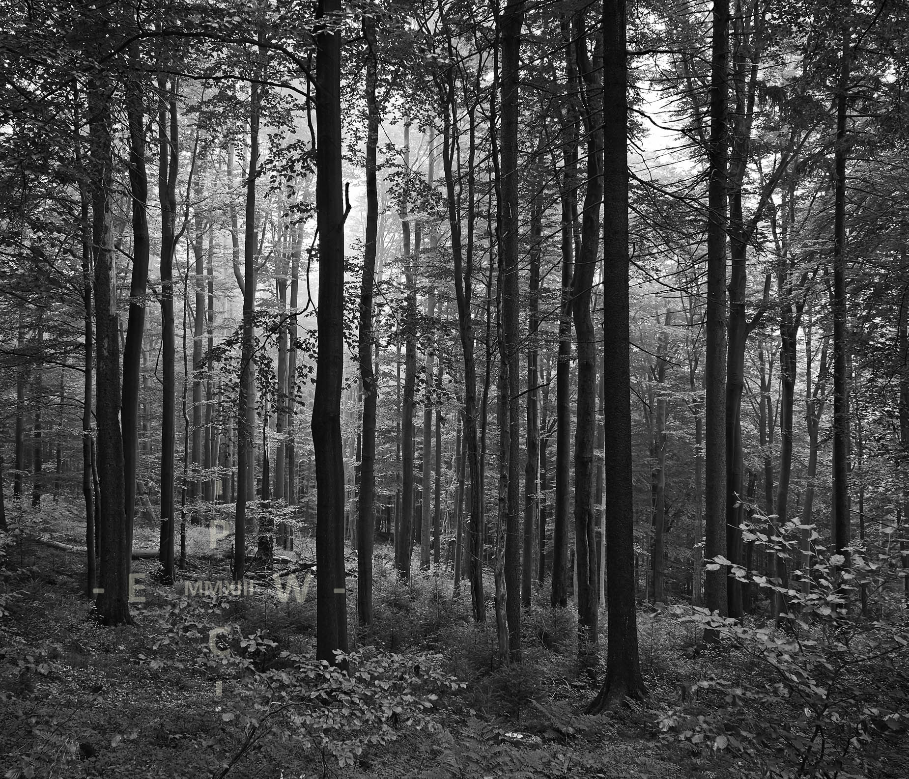 Grafische Schwarz-Weiß-Aufnahme eines Buchenwaldes am Großen Waldstein im Fichtelgebirge