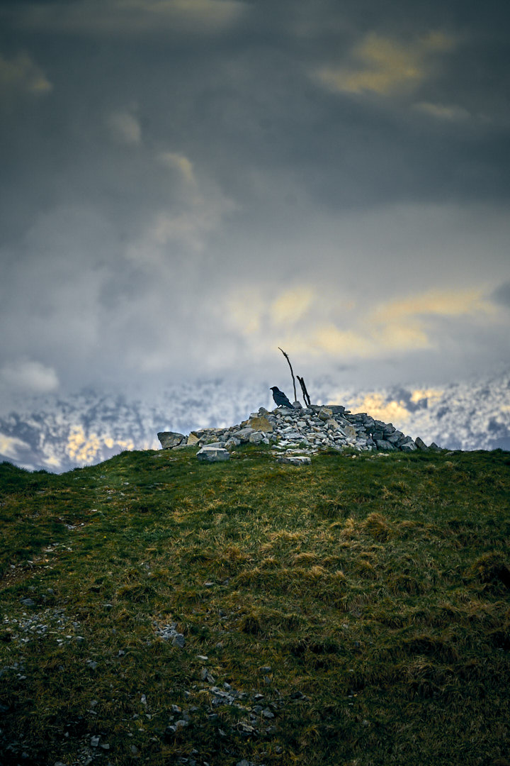 Rabe sitzt in einer mystischen Stimmung auf Steinhaufen am Gipfel des Berges Mont Morbié, im Hintergrund sind zwischen Wolkenlücken schneebedeckte Berge der französischen Alpen zu sehen