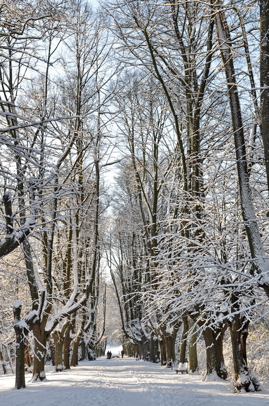 Botanischer Garten Rombergpark, Dortmund - Lindenallee