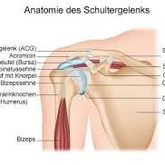 Rotatoren Manschette