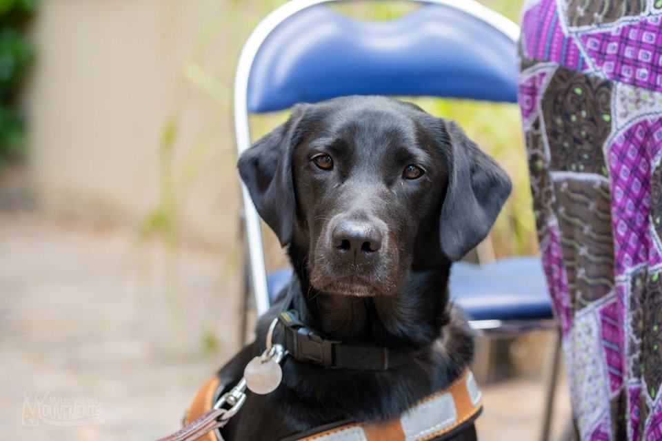 Manille, chien guide de Noëlie