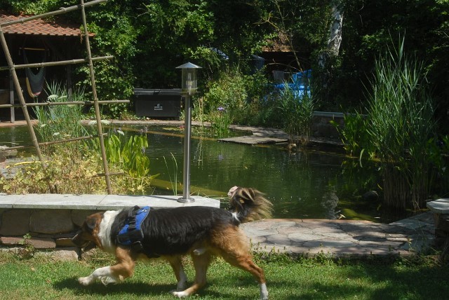 mein Teich,