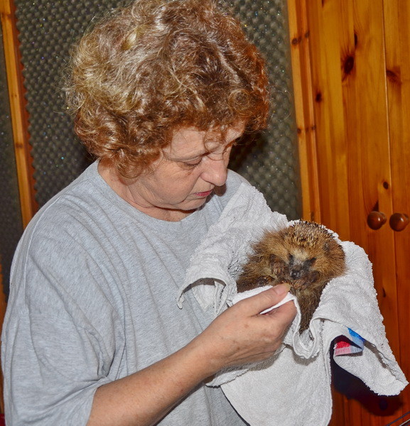 Jutta Knierim-Haustein mit einem verletzten Igel