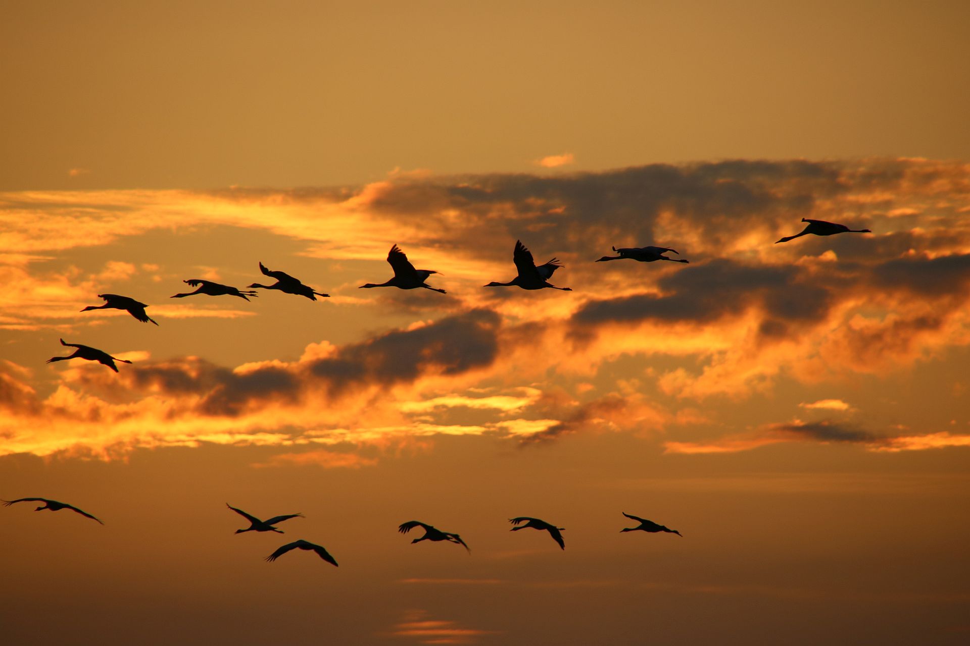 Aktuelle Meldung - Umgang mit der Vogelgrippe in der Samtgemeinde Geestequelle