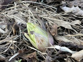 もぎたて新鮮オーガニック野菜の収穫体験。オプションで産地直食の昼食づくりを開催しております。