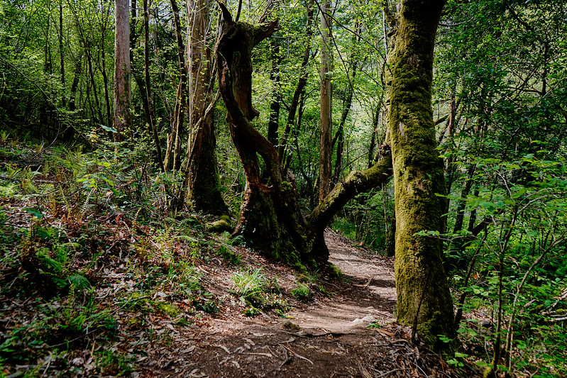 木の中で暮らす微生物の役割がわかってきた！