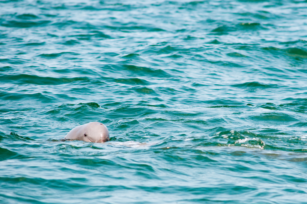 世界一「優しい」イルカが絶滅の危機に!?