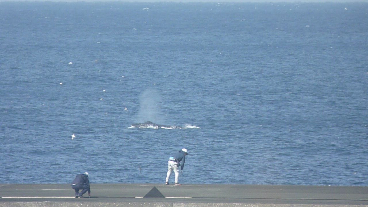 カフェの中から見えるクジラ