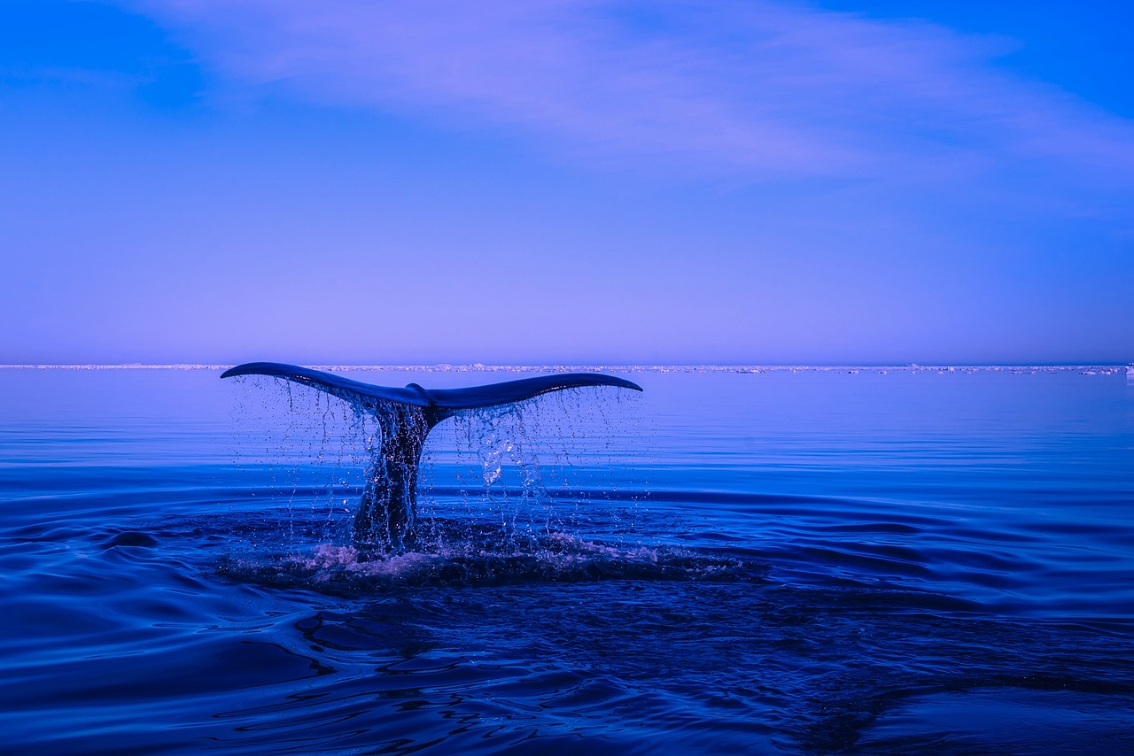 海を彩る巨星たちの危機：オーストラリアのクジラと気候変動のいま
