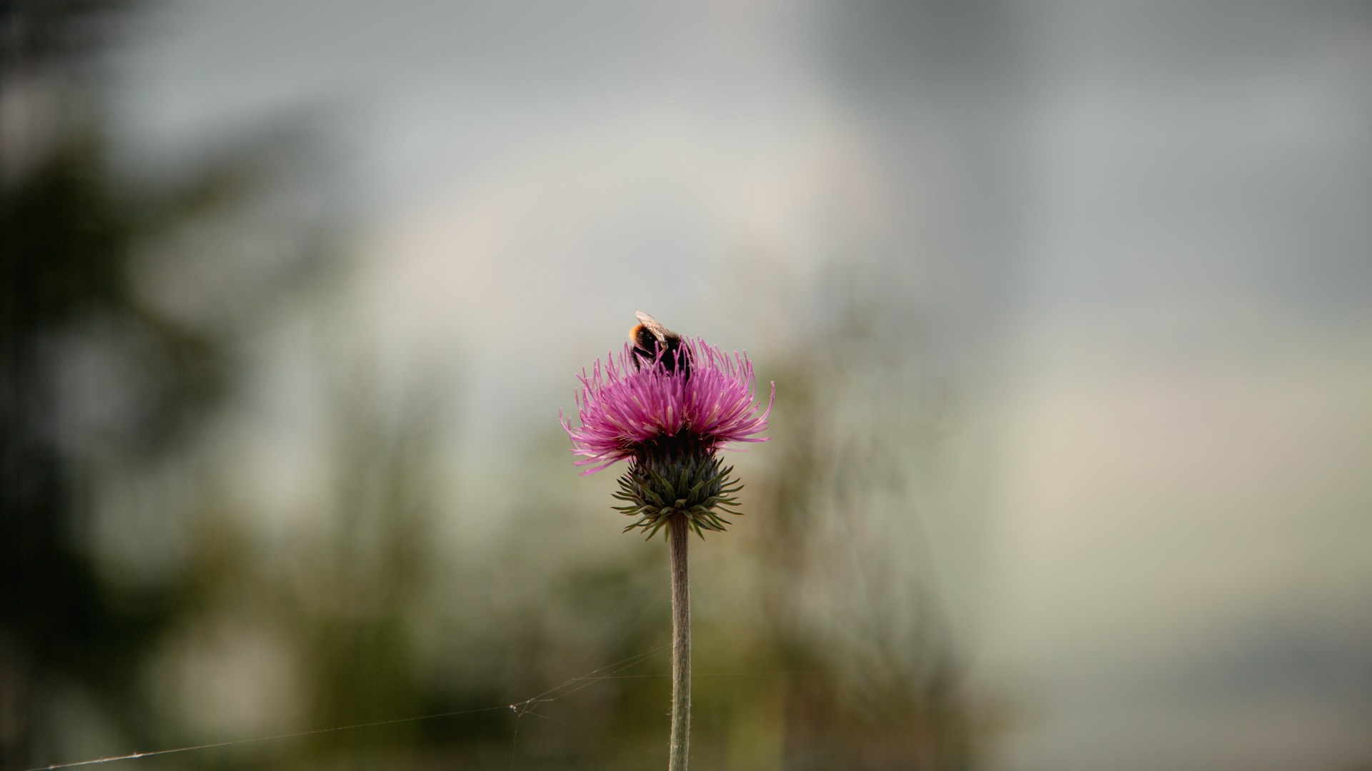 昆虫に迫る危機！ロッキー山脈から届いた警告