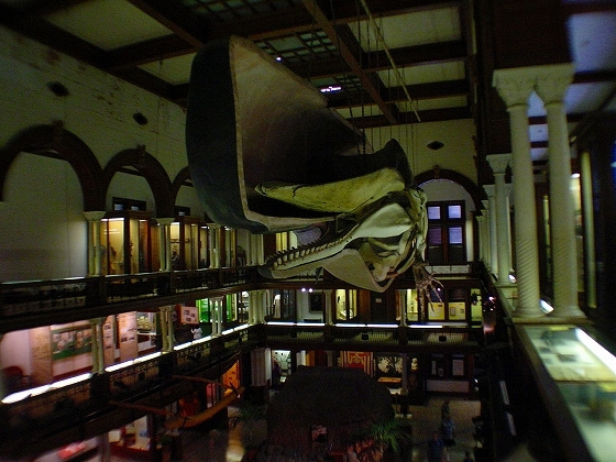 ビショップミュージアム　マッコウクジラの標本